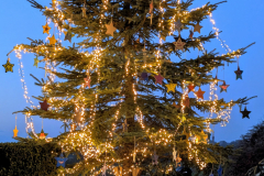 Weihnachtsbaum2024_17