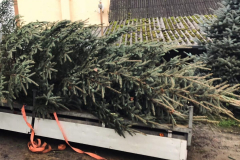 Weihnachtsbaum2024_26