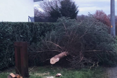 Weihnachtsbaum2024_28