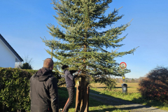 Weihnachtsbaum2024_29