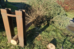 Weihnachtsbaum2024_30