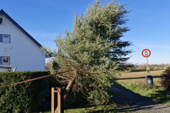 Weihnachtsbaum2024_31