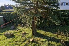 Weihnachtsbaum2024_33