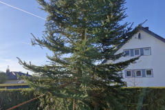 Weihnachtsbaum2024_34