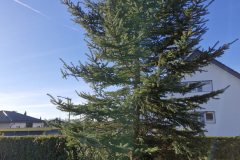 Weihnachtsbaum2024_35