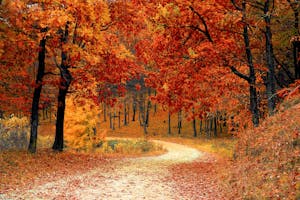 A picturesque autumn scene featuring a winding path through a vibrant forest of red and orange leaves.